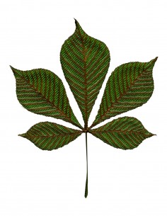 Chestnut leaf (Free Template For a 3D Pen)