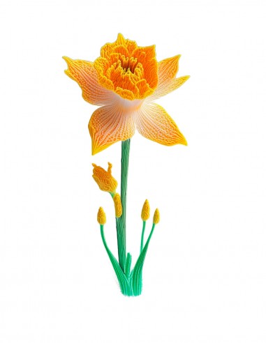 Daffodil (Narcissus) (Free Template...